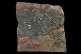 Silurian Fossil Crinoid (Scyphocrinites) Plate - Morocco #134231-1